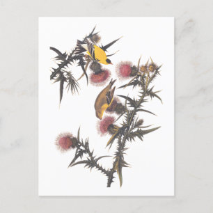 Amerikanska Goldfinch Audubon Birds of America Vykort