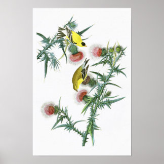 Amerikanska Goldfinch John Audubon Birds of Americ Poster