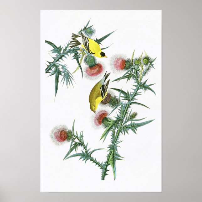 Amerikanska Goldfinch John Audubon Birds of Americ Poster (Framsidan)