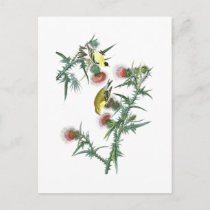 Amerikanska Goldfinch John Audubon Birds of Americ Vykort