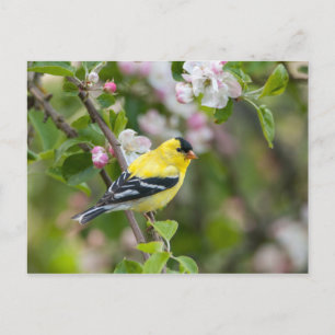 Amerikanska Goldfinch med vår-äppelblommar Vykort