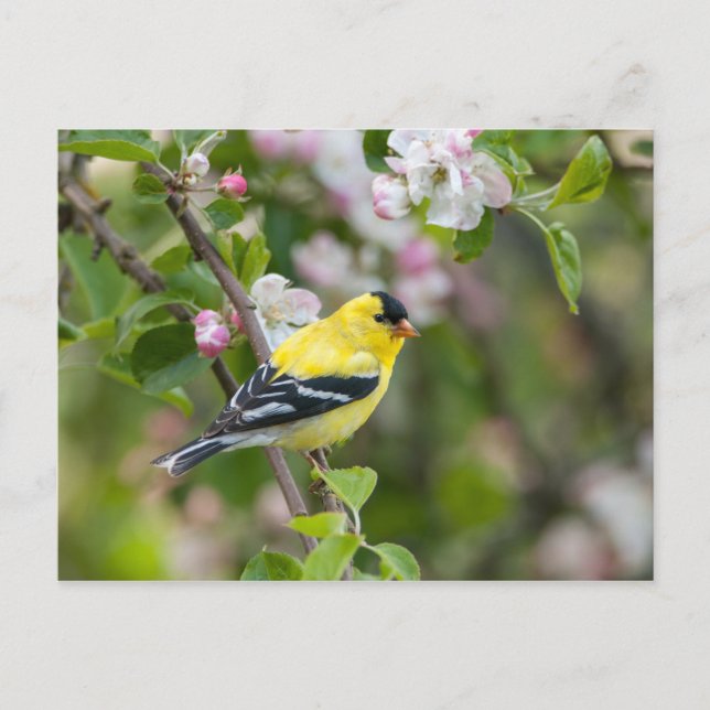 Amerikanska Goldfinch med vår-äppelblommar Vykort (Framsida)