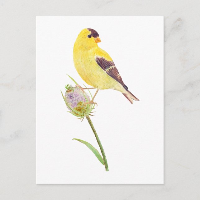 Amerikanska Goldfinch- och Thistletikkort Vykort (Framsida)