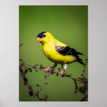 Amerikanska Goldfinch Poster