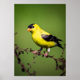 Amerikanska Goldfinch Poster