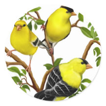Amerikanska Goldfinches i Vines Sticker