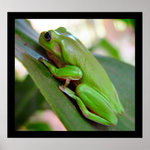 Amerikanska Grönten Träd Frog Poster