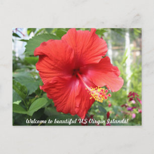 Amerikanska Jungfruöarna - Hibiscus Vykort