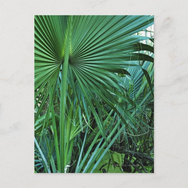 Amerikanska Jungfruöarna, St. Thomas, Tropical löv Vykort (Framsida)