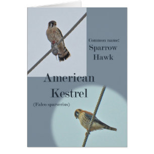 Amerikanska Kestrel-artiklar (Falco sparverius) Hälsningskort