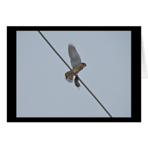 Amerikanska Kestrel-artiklar (Falco sparverius) Hälsningskort