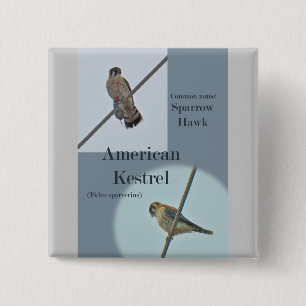 Amerikanska Kestrel-artiklar (Falco sparverius) Knapp