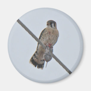 Amerikanska Kestrel-artiklar (Falco sparverius) Magnet