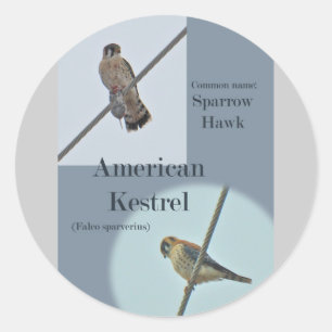 Amerikanska Kestrel-artiklar (Falco sparverius) Runt Klistermärke