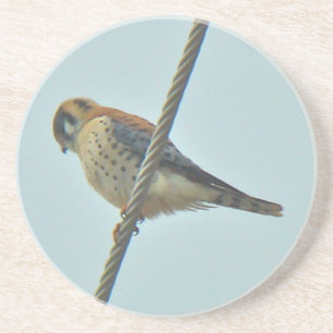 Amerikanska Kestrel-artiklar (Falco sparverius) Underlägg Sandsten