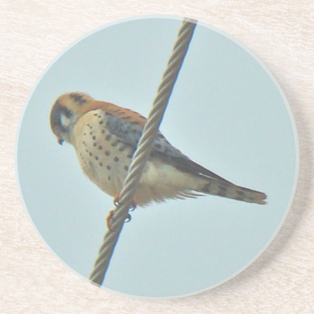 Amerikanska Kestrel-artiklar (Falco sparverius) Underlägg Sandsten (Framsidan)