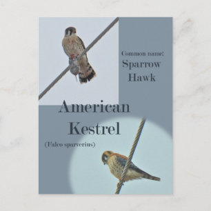 Amerikanska Kestrel-artiklar (Falco sparverius) Vykort