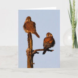 Amerikanska Kestrel Mates-tackkort Tack Kort