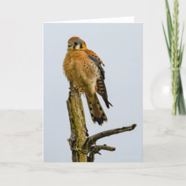 Amerikanska Kestrel Pacific Northwest Tack You Car