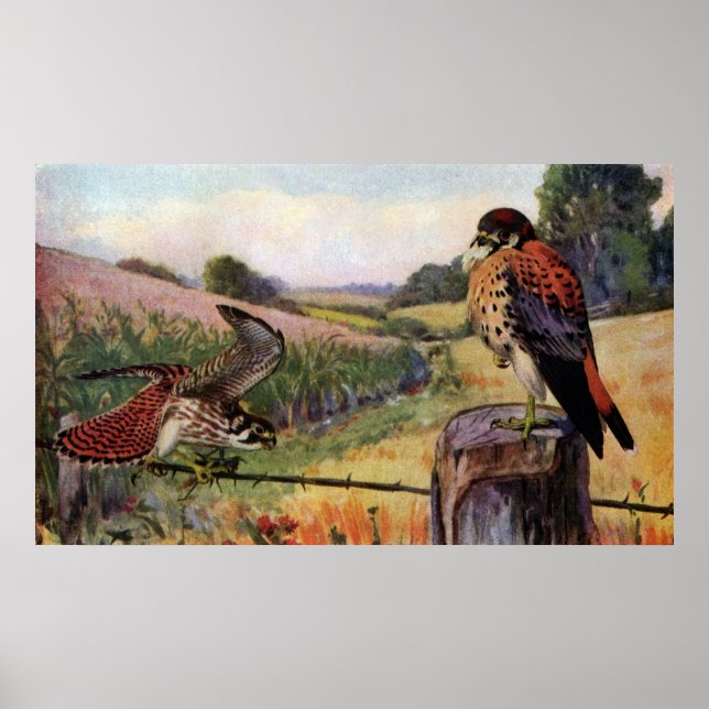 Amerikanska Kestrels på ett Barbed Wire Fence Poster (Framsidan)