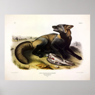 Amerikanska Kor-Fox (Vulpes vulpes) av Audubon Poster
