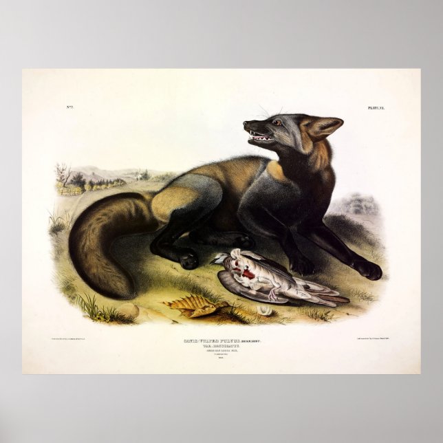 Amerikanska Kor-Fox (Vulpes vulpes) av Audubon Poster (Framsidan)