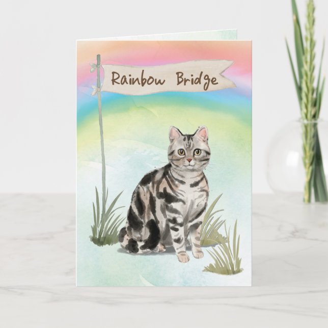 Amerikanska Kort Hair Cat Pet Sympathy over Rainbo (Framsida)
