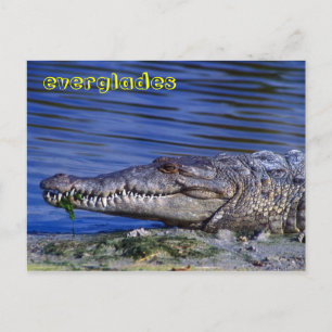 Amerikanska krokodile Everglades Vykort