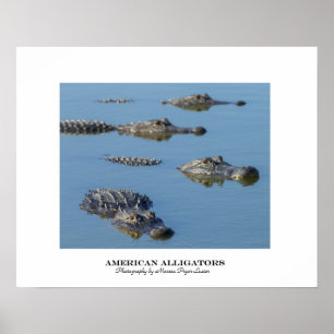 Amerikanska Krokodiler Poster