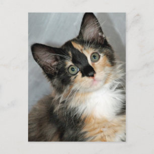 Amerikanska Långhåriget Calico Kitten Postcards Vykort