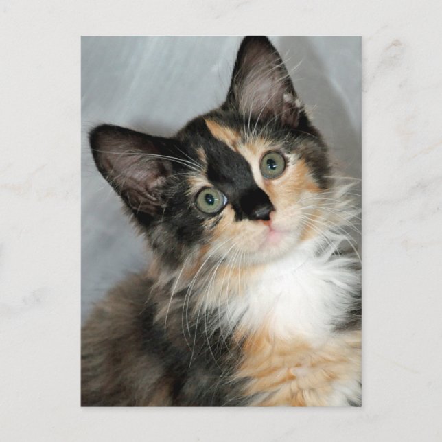 Amerikanska Långhåriget Calico Kitten Postcards Vykort (Framsida)