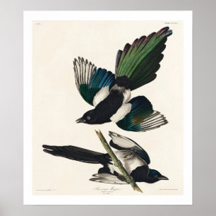 Amerikanska Magpie by Audubon Poster