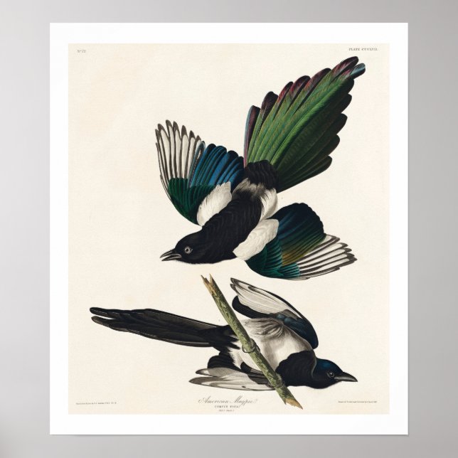 Amerikanska Magpie by Audubon Poster (Framsidan)