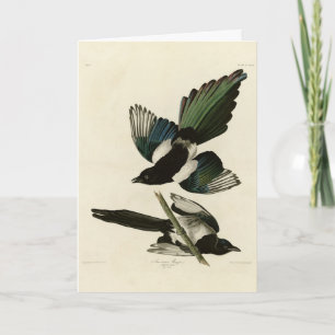 Amerikanska Magpie från Audubon's Birds of America Kort