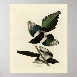 Amerikanska Magpie från Audubon's Birds of America Poster