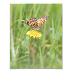 amerikanska målade Dam Butterfly Photo Print Fototryck