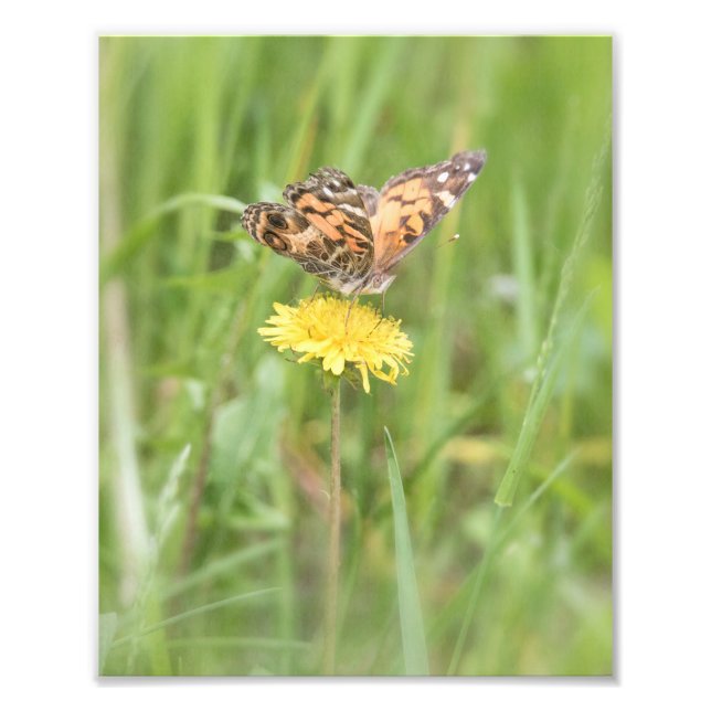 amerikanska målade Dam Butterfly Photo Print Fototryck (Framsidan)