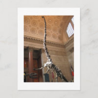 Amerikanska naturhistoriens museum, NYC