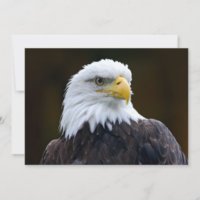 Amerikanska Örn (Framsida)