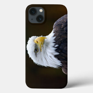 Amerikanska Örn