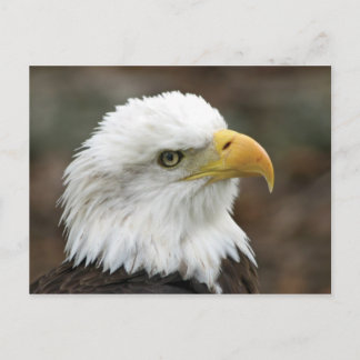 Amerikanska Örn 2 Vykort