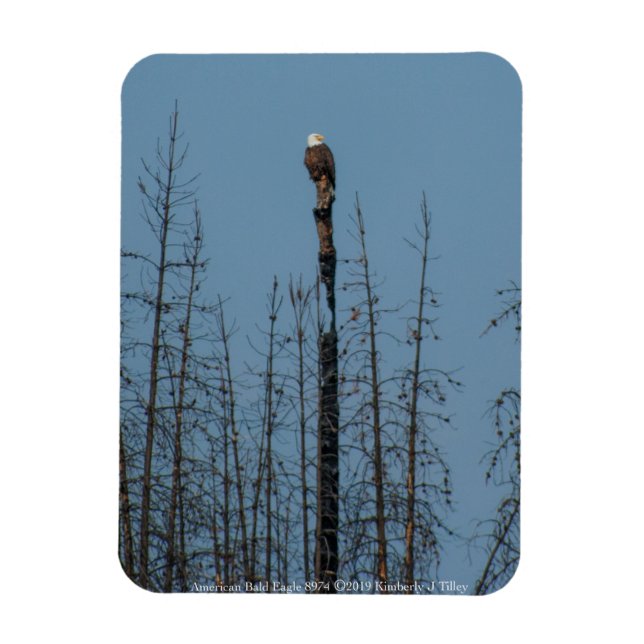 Amerikanska Örn 8974 Magnet (Vertikal)