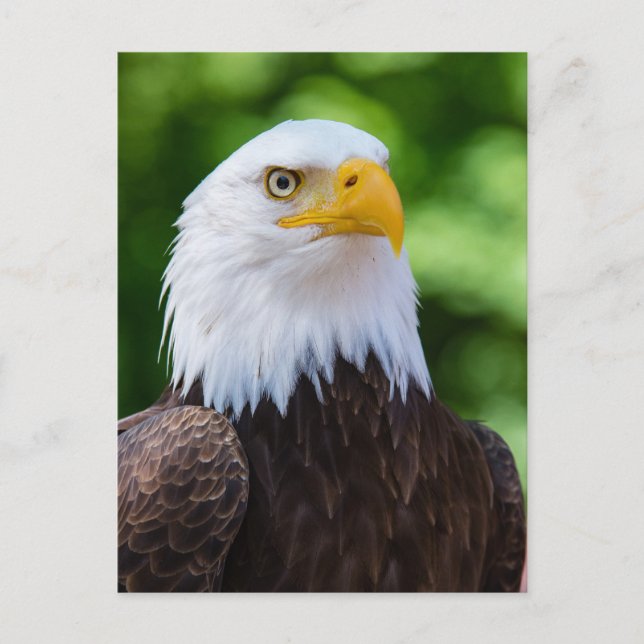 Amerikanska Örn-fotovykort Vykort (Framsida)