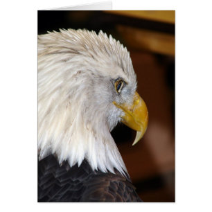 Amerikanska Örn Hälsningskort