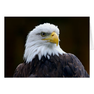 Amerikanska Örn Hälsningskort