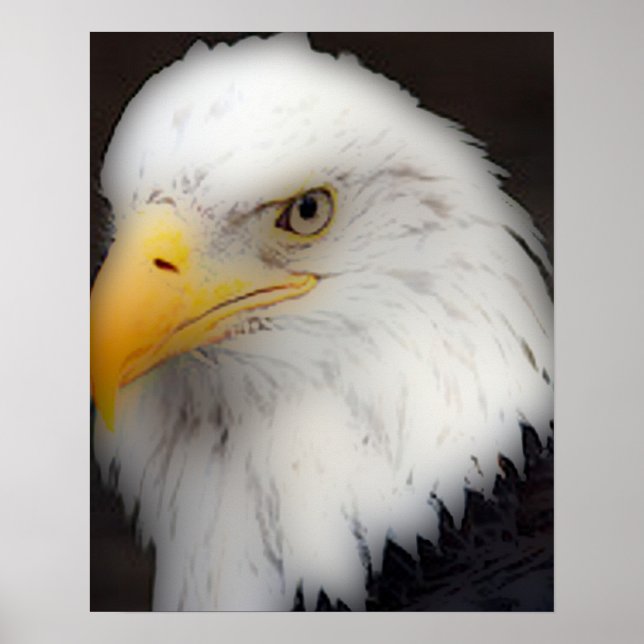 "Amerikanska Örn i Porträtt" Poster (Framsidan)