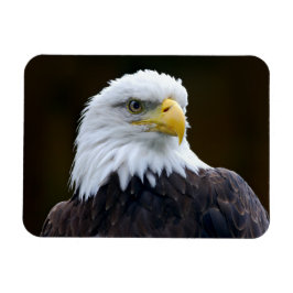 Amerikanska Örn Magnet