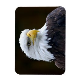 Amerikanska Örn Magnet