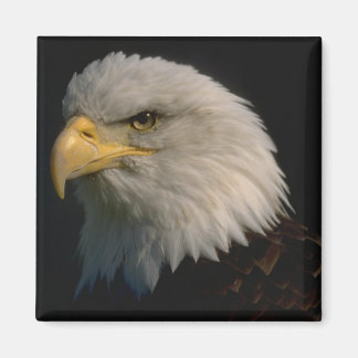 Amerikanska Örn Magnet