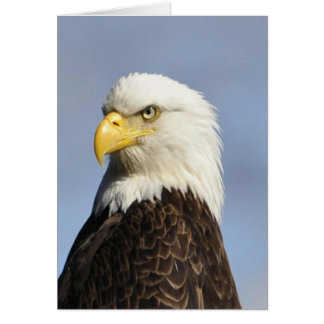Amerikanska Örn OBS Kort
